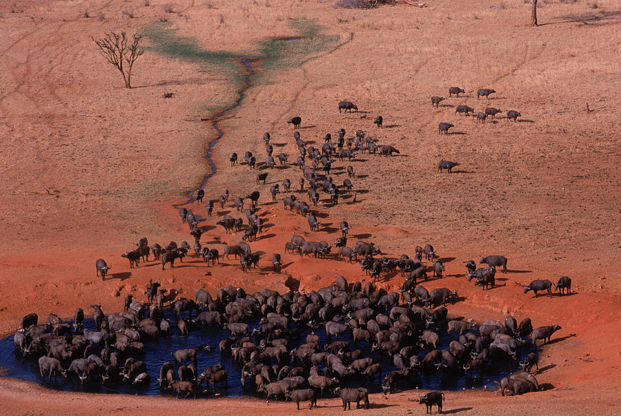 Animal Photograph - Herd Of Cape Buffalo Drinking Water by Robert Caputo