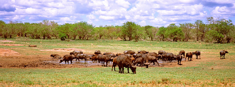 Buffalo Photograph - Herd Of Cape Buffaloes Syncerus Caffer by Panoramic Images