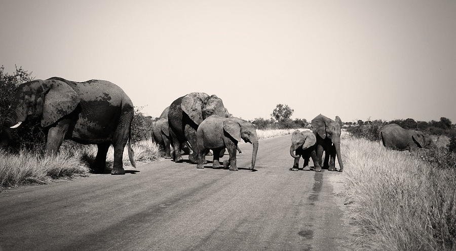 Elephant Photograph - Herd of Elephant in Kruger  by James  Wasdell