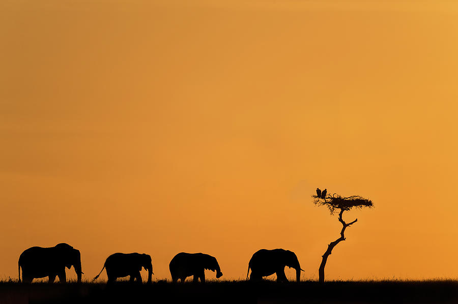 Herd Of Elephants And Vultures At Photograph by Mike Hill