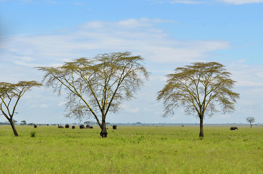 Herd Of Elephants In The Green Plains Photograph by Volanthevist