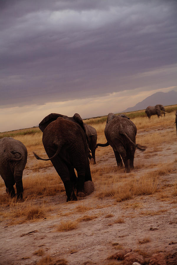 Herd Of Elephants Running Away Photograph by Christian.plochacki