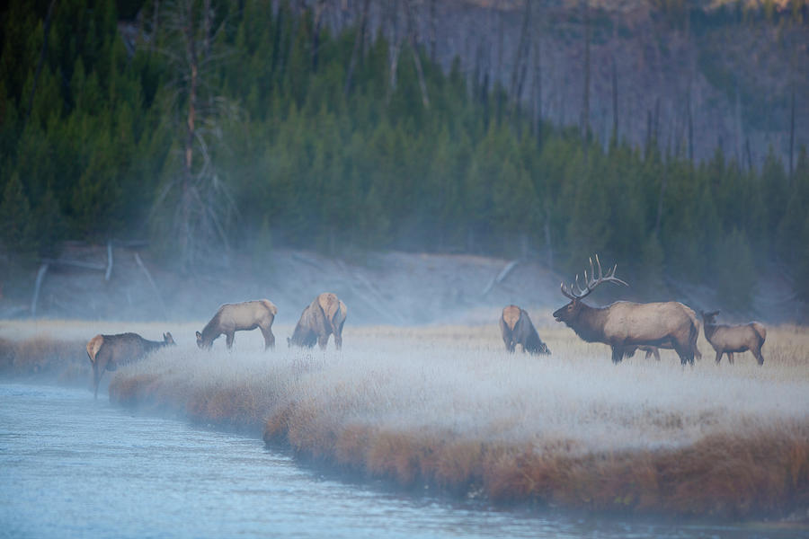 Herd Of Elk By River In Wilderness Photograph by Noah Clayton