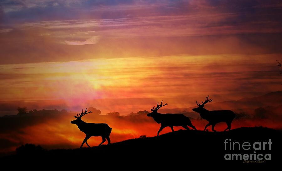 Herd of Elk  Photograph by Stephanie Laird