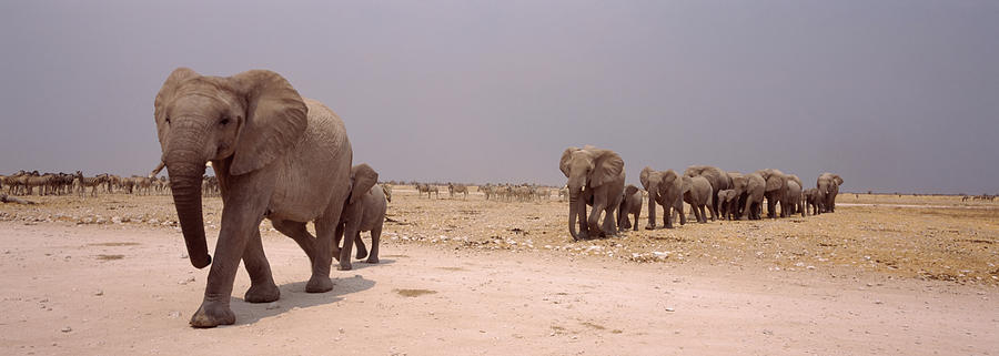 Horizontal Photograph - Herd Of Female African Elephants by Animal Images Horizontal Photograph - Herd Of Female African Elephants by Animal Images