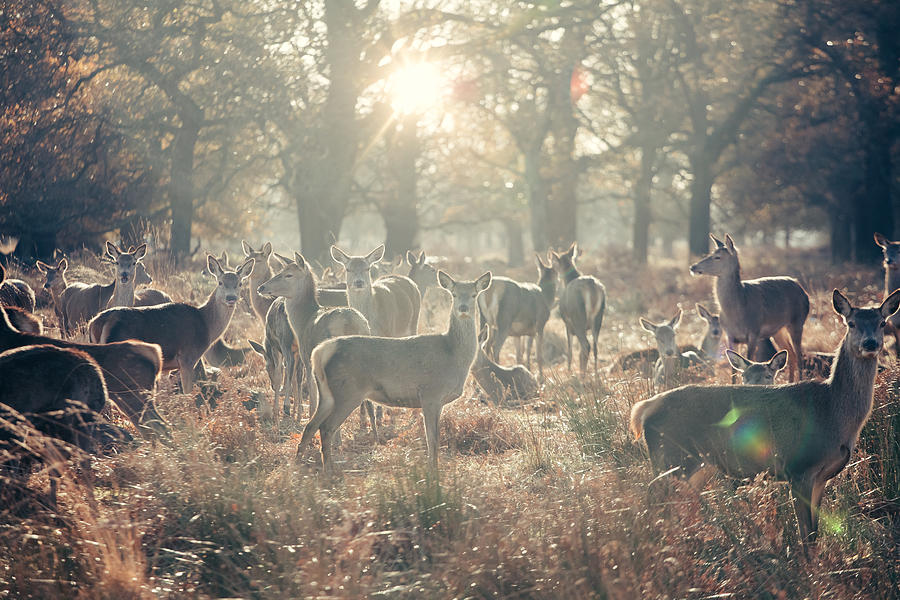 Herd of female deers Photograph by Martin-dm