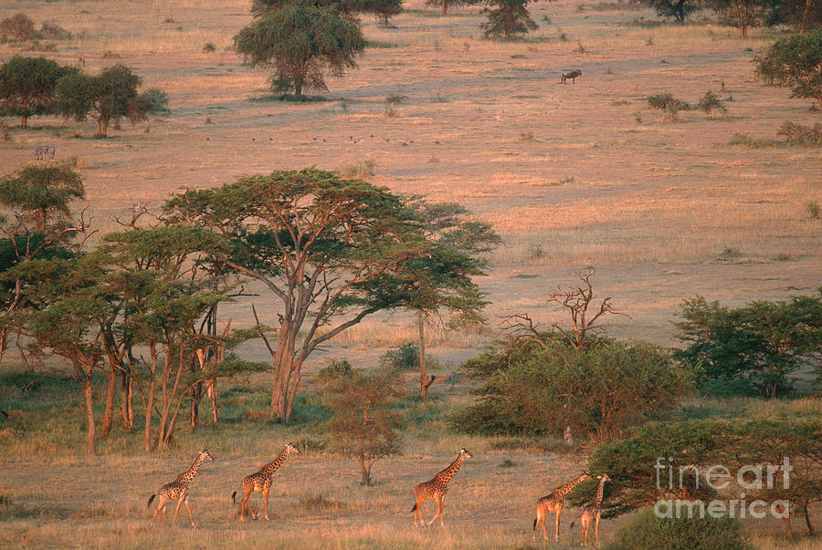 Herd Of Giraffes Photograph by Art Wolfe