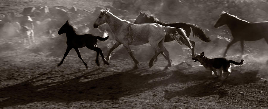 Herd Of Horse Running Photograph by Okeyphotos
