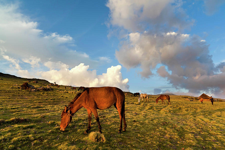 Herd Of Horses In The Highlands Photograph by Martin Zwick - Pixels