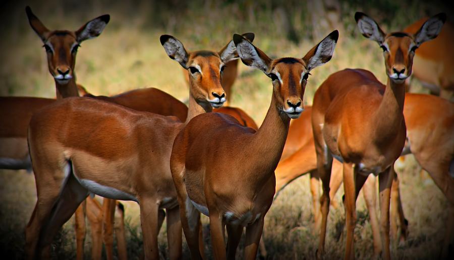 Herd Of Impala Photograph by Amanda Stadther