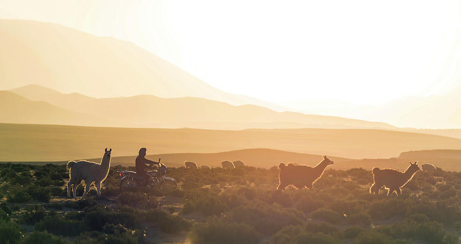 Nature Photograph - Herd Of Llamas Lama Glama In A Desert by Panoramic Images