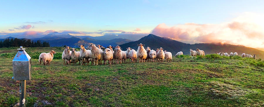 Herd of sheep in the sunset Photograph by Weston Westmoreland