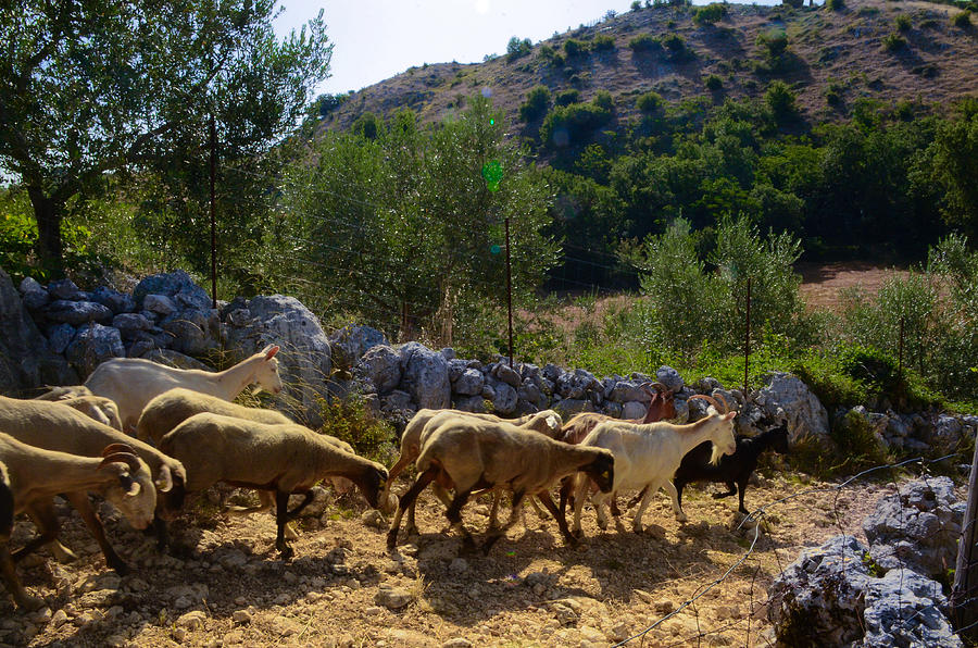 Herd of sheep in Tuscany Photograph by Dany Lison
