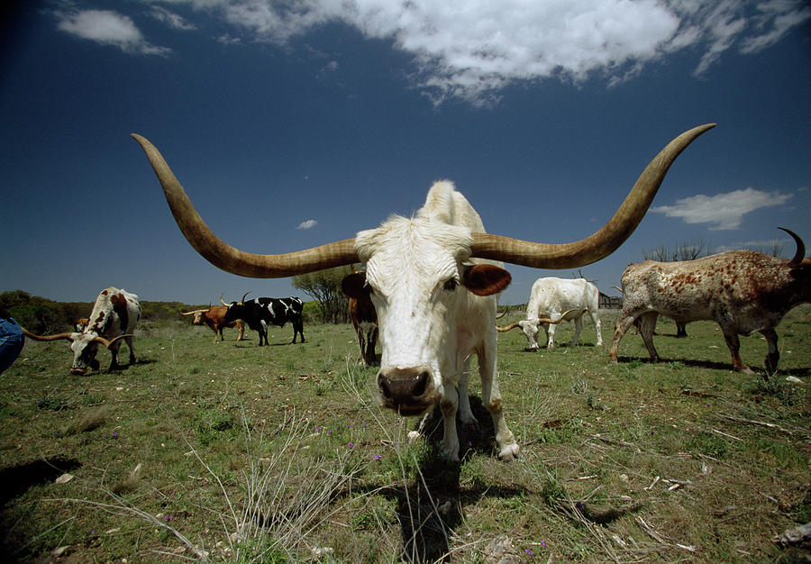 Texas Longhorns Animal Herd