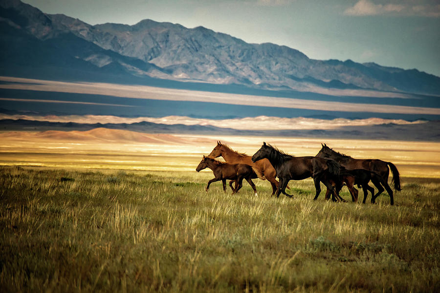 Herd Of Wild Horses In Kazakhstan Photograph by Nutexzles