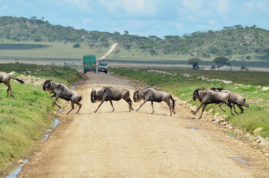 Herd Of Wildebeest Crossing Main Road Photograph by Volanthevist