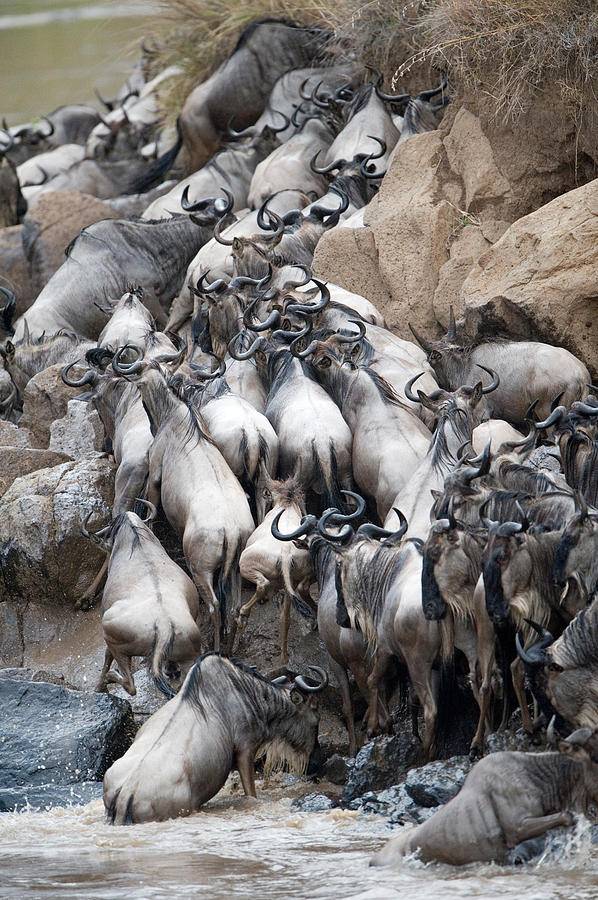 Wildlife Photograph - Herd Of Wildebeests Crossing A River by Panoramic Images