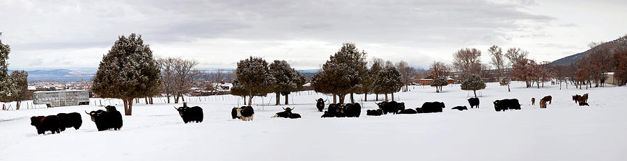 Nature Photograph - Herd Of Yaks Bos Grunniens On Snow by Panoramic Images