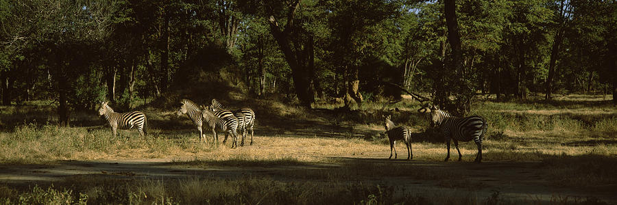 Nature Photograph - Herd Of Zebras In A Forest, Hwange by Panoramic Images