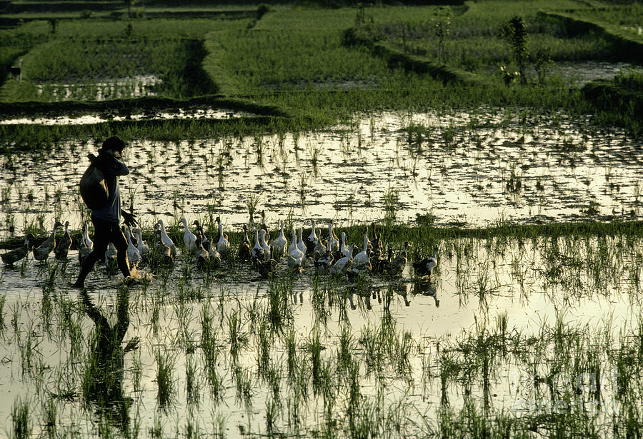 Herding Ducks In A Rice Paddy Photograph by Ron Sanford - Fine Art America