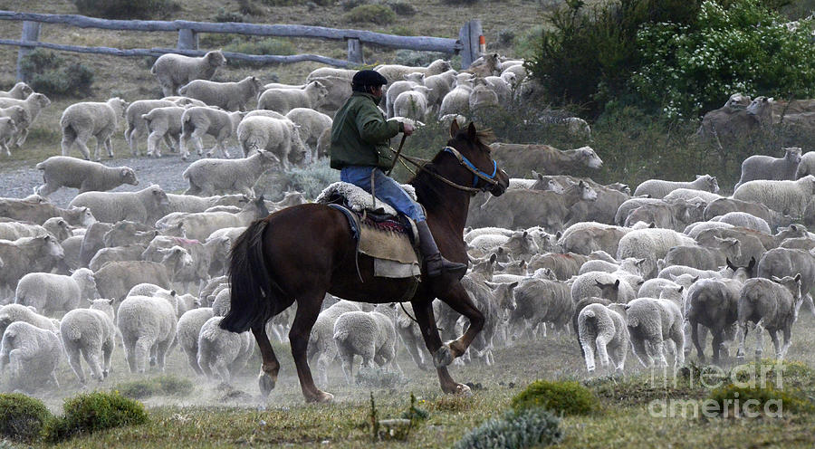 Herding Sheep Patagonia 1 Photograph by Bob Christopher