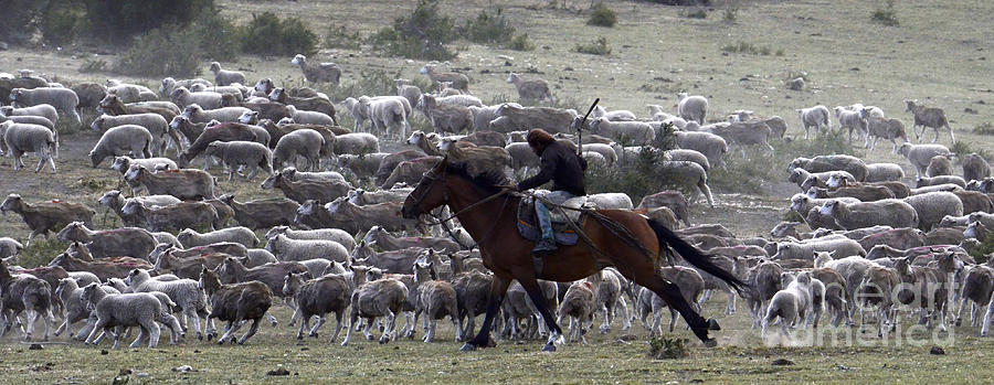 Herding Sheep Patagonia 2 Photograph by Bob Christopher