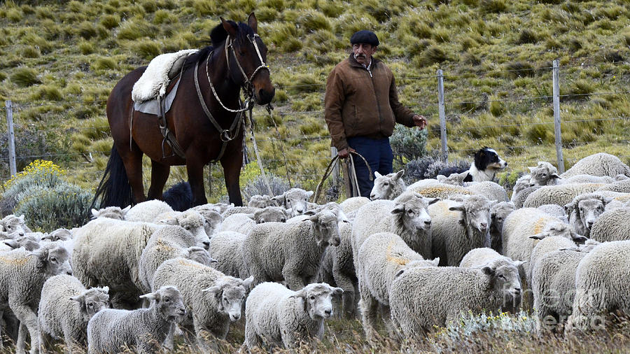 Herding Sheep Patagonia 3 Photograph by Bob Christopher