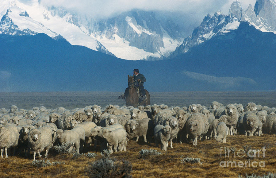 Herding Sheep, Patagonia Photograph by Art Wolfe