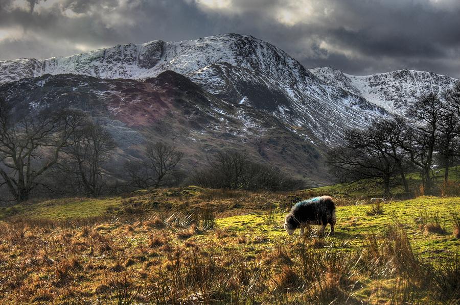 Herdwick Sheep In The Lake District Photograph by Alan Sheers