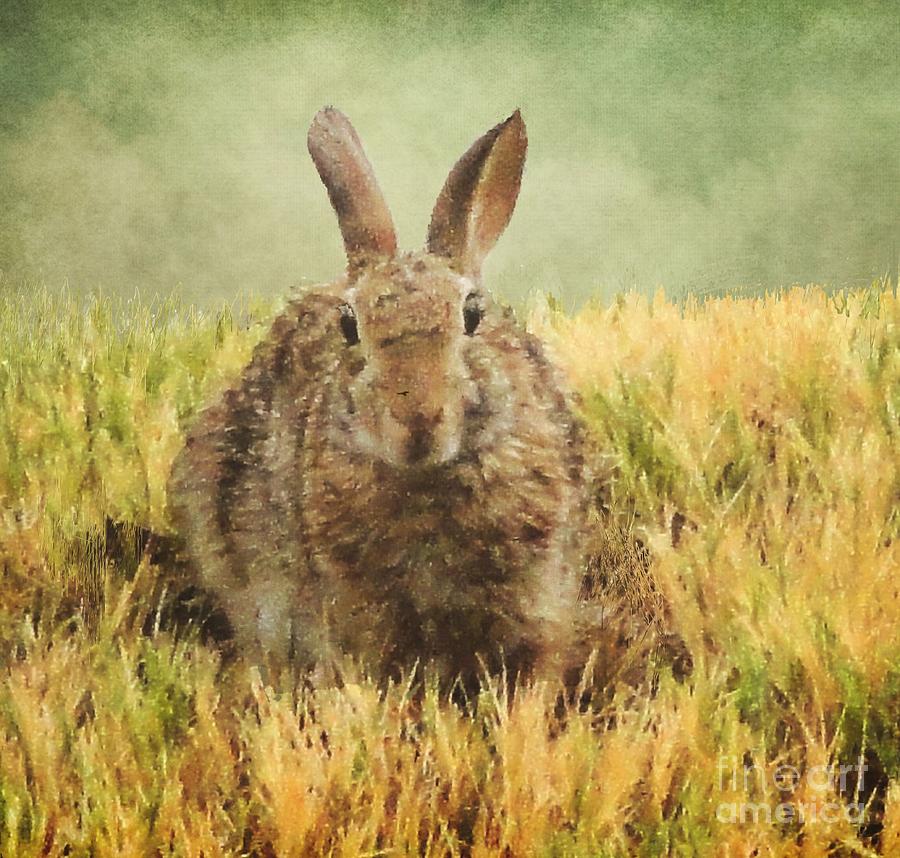 Here Comes Peter Cottontail Photograph by Janette Boyd