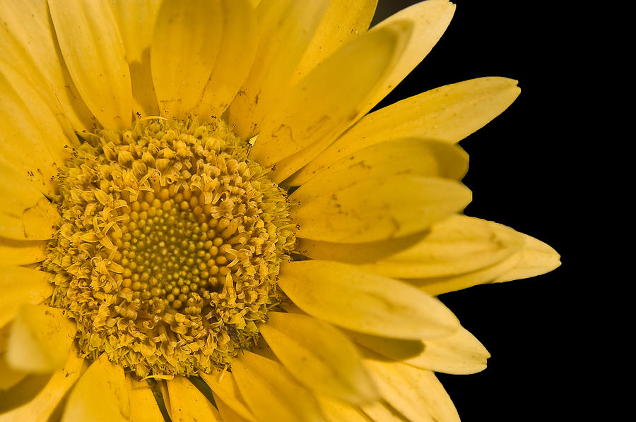 Daisy Photograph - Here Comes the Sun by Cara Moulds