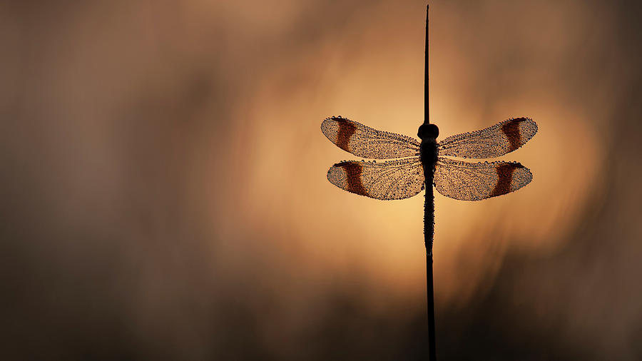 Dragonfly Photograph - Here Comes The Sun by Daan De Vos