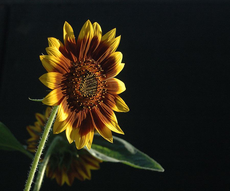 Here Comes The Sun Flower Photograph by Tom Wurl