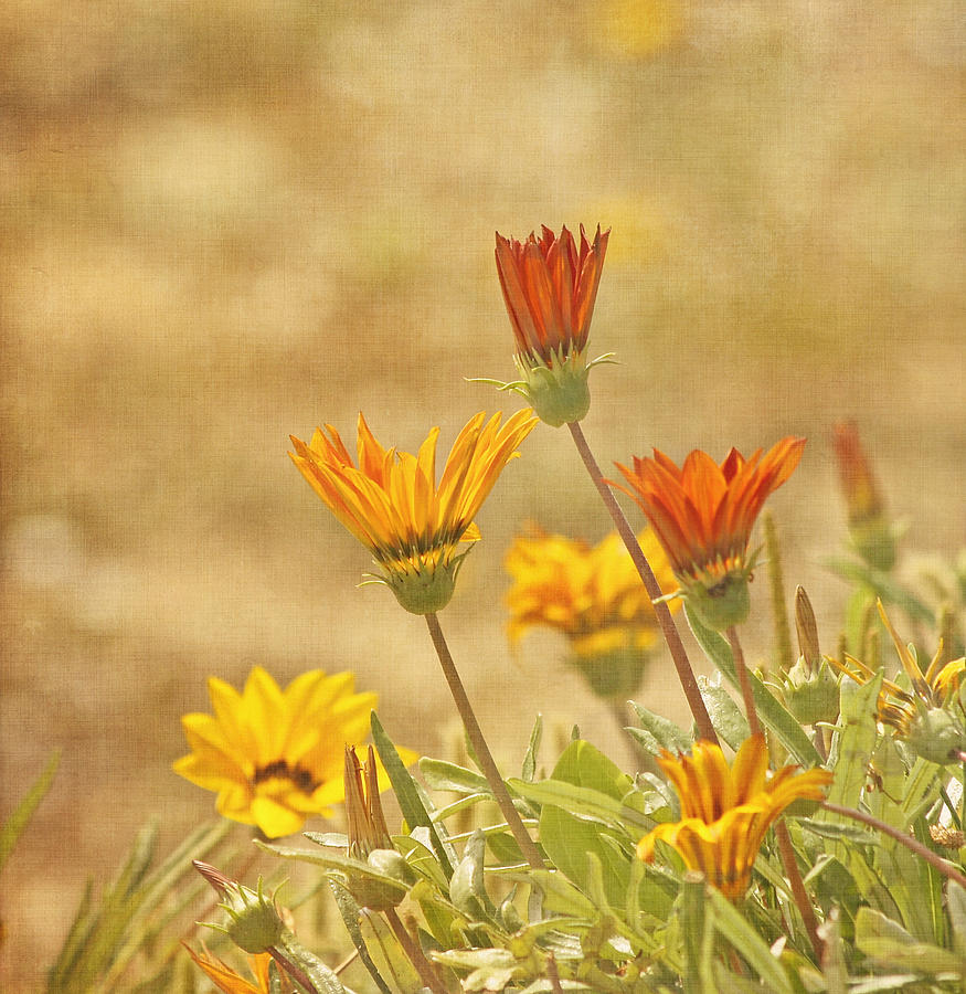 Flower Photograph - Here Comes The Sun by Kim Hojnacki