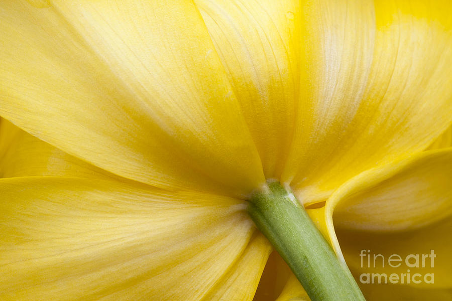 Sunny Tulip Photograph by Patty Colabuono