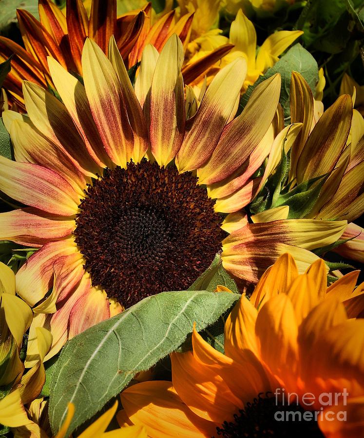 Flower Photograph - Here Comes The Sun by Robert McCubbin