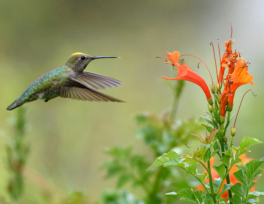 Here I Come Photograph by William Sawtell - Fine Art America