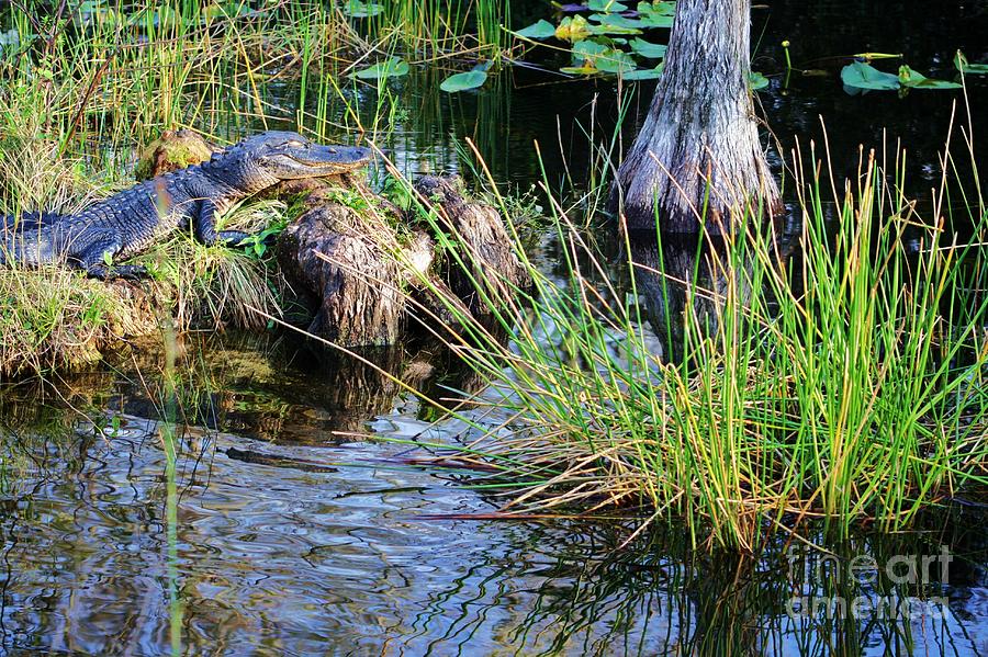 Alligator Photograph - here I rest my head by Chuck Hicks