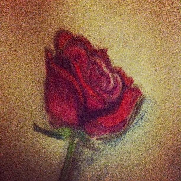 Rose Photograph - Here Is A #rose I Just Drew With by Artondra Hall