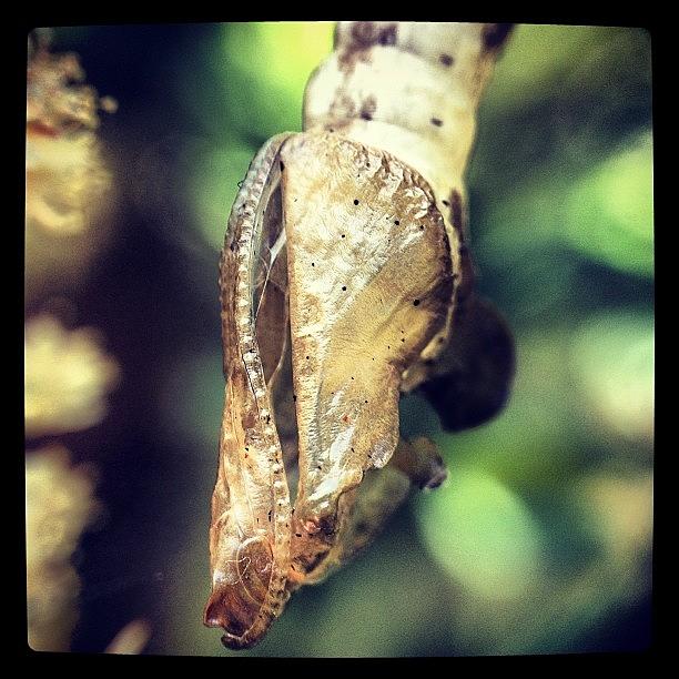 Butterfly Photograph - Here Is An Update On The Chrysalis I by Jenny Coale