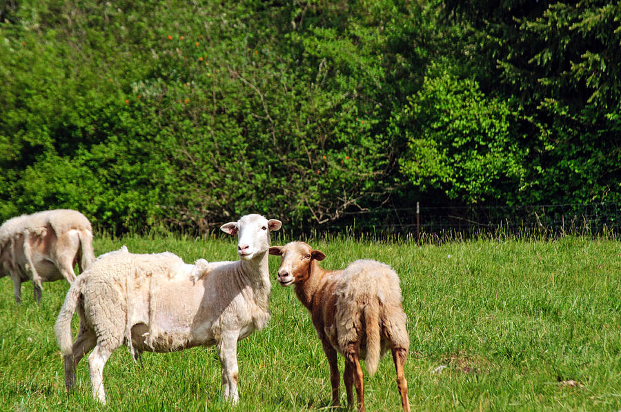 Sheep Photograph - Here is Looking at Ewe by Tikvahs Hope