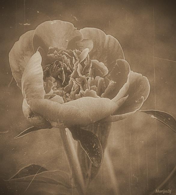 Flower Photograph - Here is the flower... by Marija Djedovic