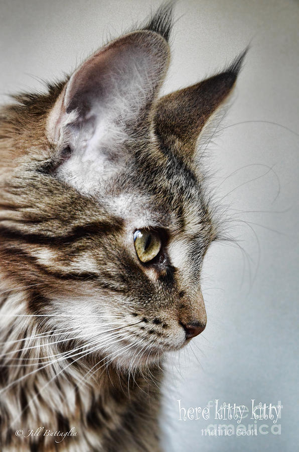 Cat Photograph - Here Kitty Kitty by Jill Battaglia