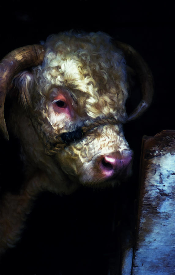 Bull Digital Art - Hereford Bull 2 by Cathy Anderson