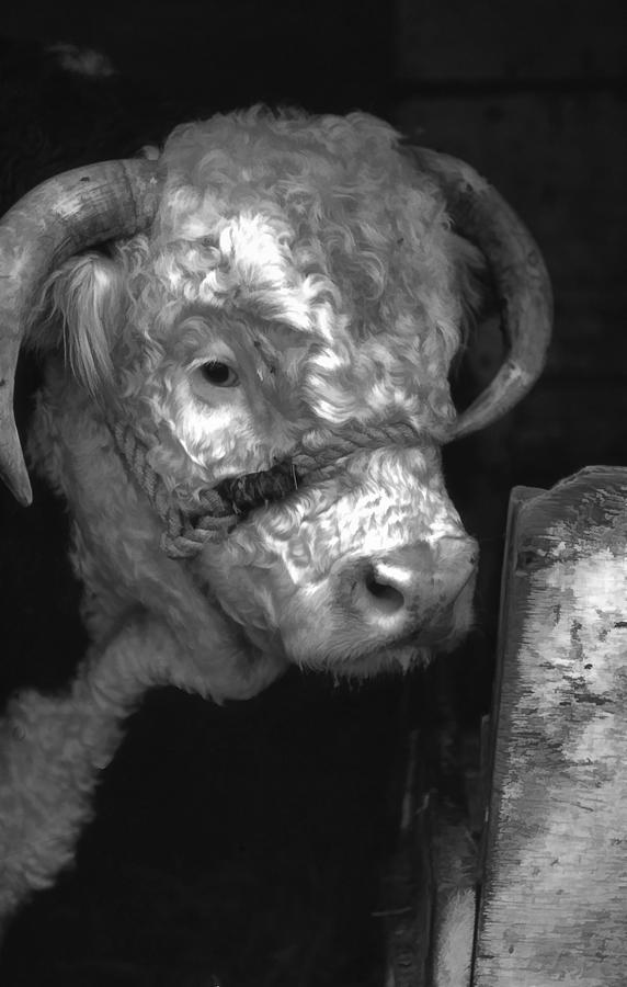 Hereford Bull in black and white Photograph by Cathy Anderson