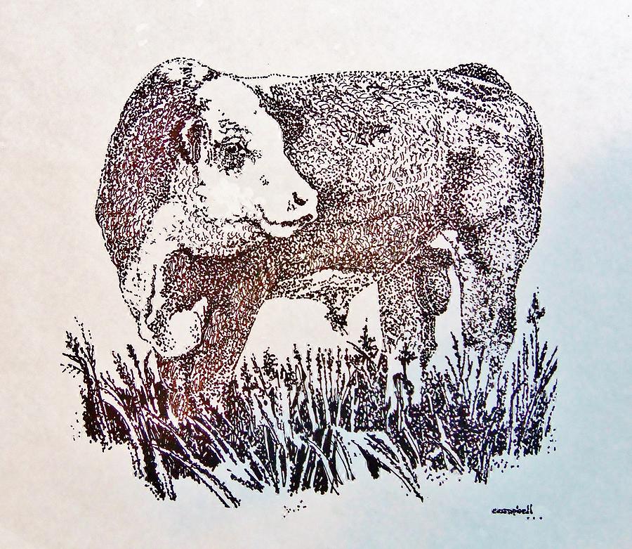 Polled Hereford Bull  Drawing by Larry Campbell