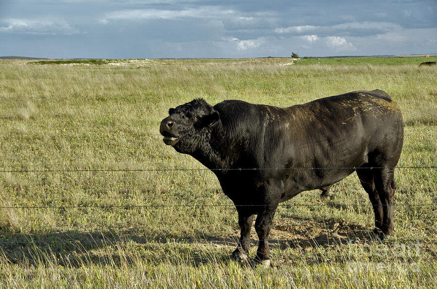 Farm Animals Photograph - Hereford Bull by Mark Newman