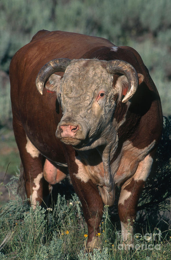 Hereford Bull Photograph by William H. Mullins