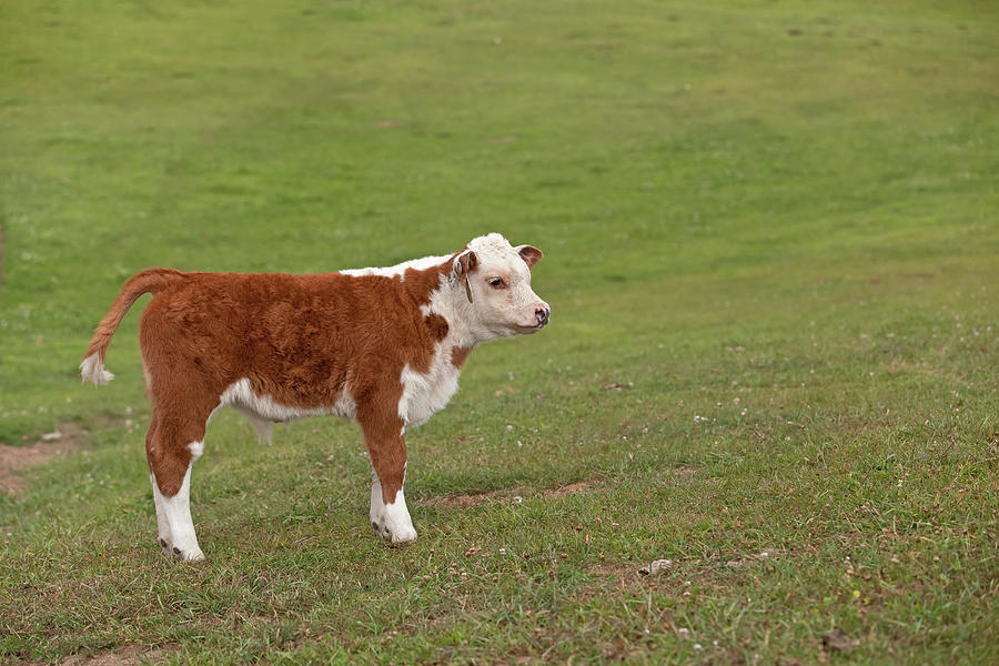 Hereford Calf In Pasture Photograph by Emholk