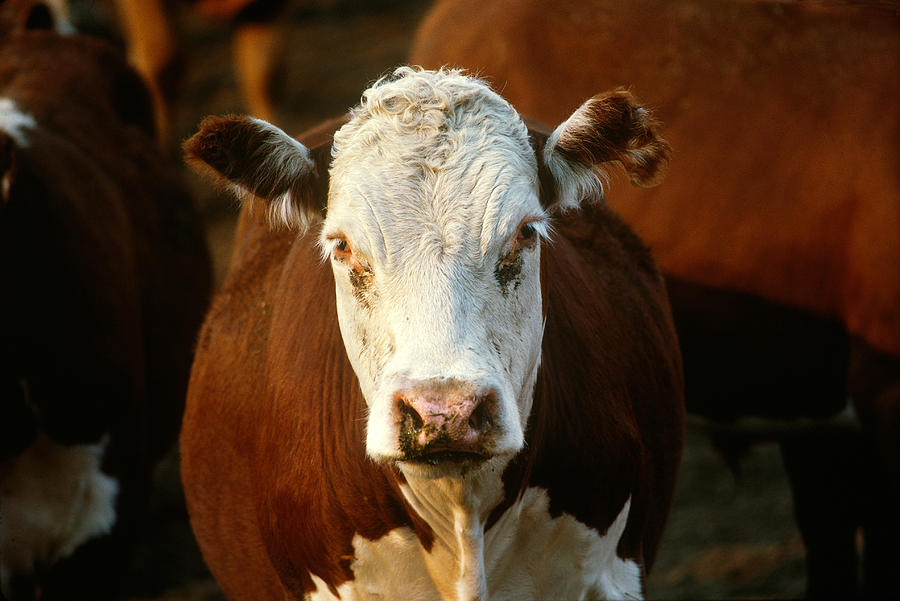 Hereford Cattle Photograph by Jeffrey Lepore